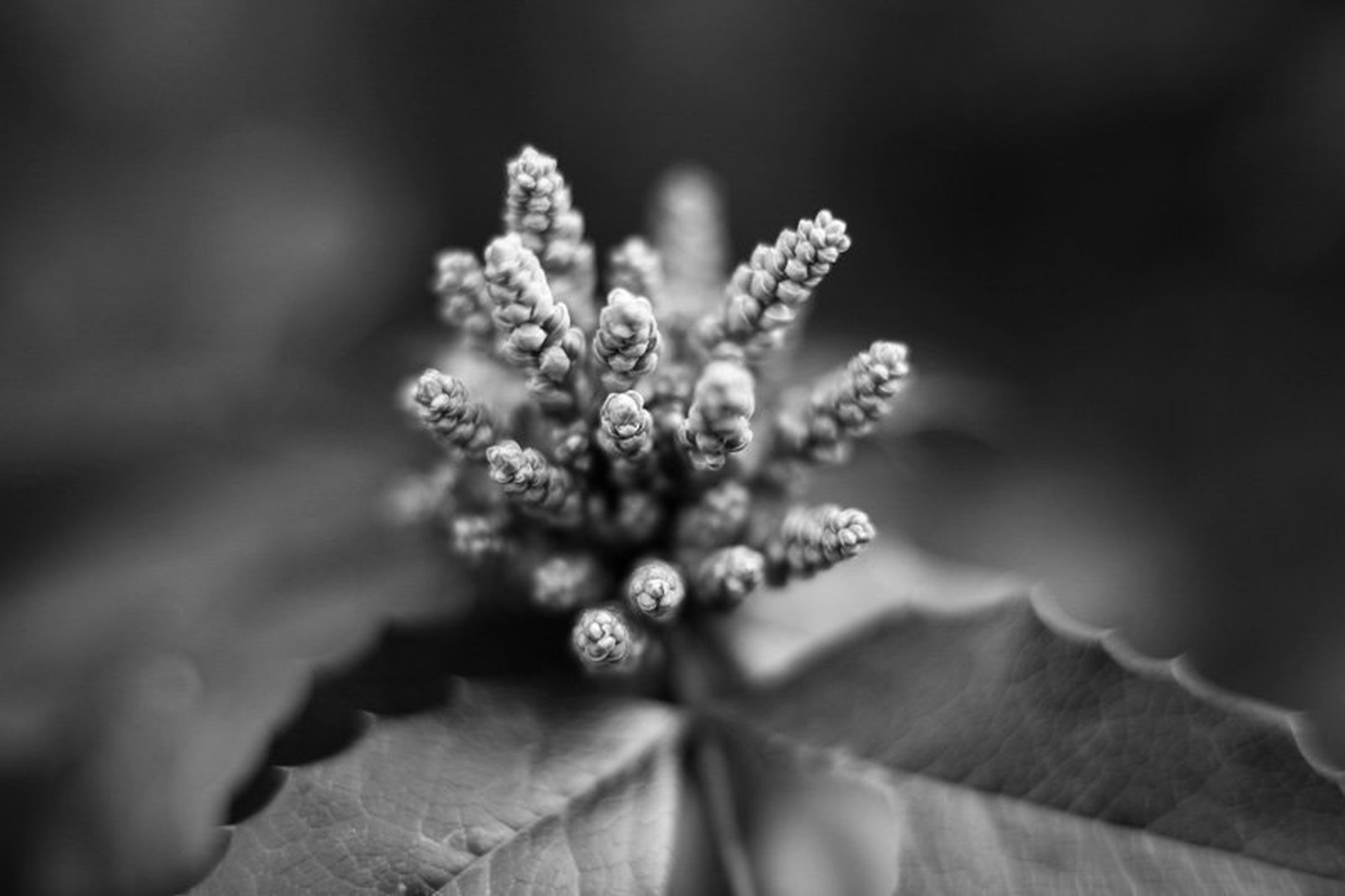 Mahonija by