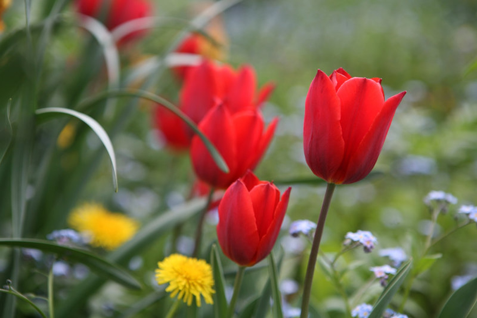 Tulpe by