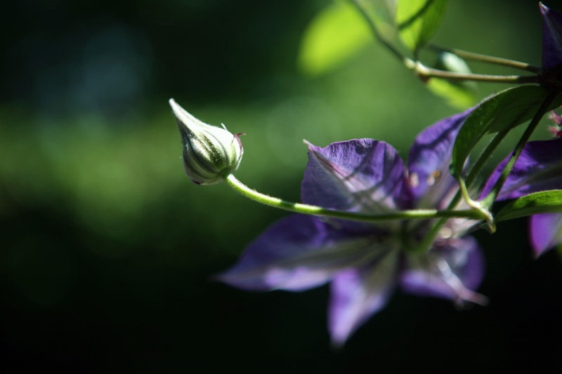 Clematis by Spin