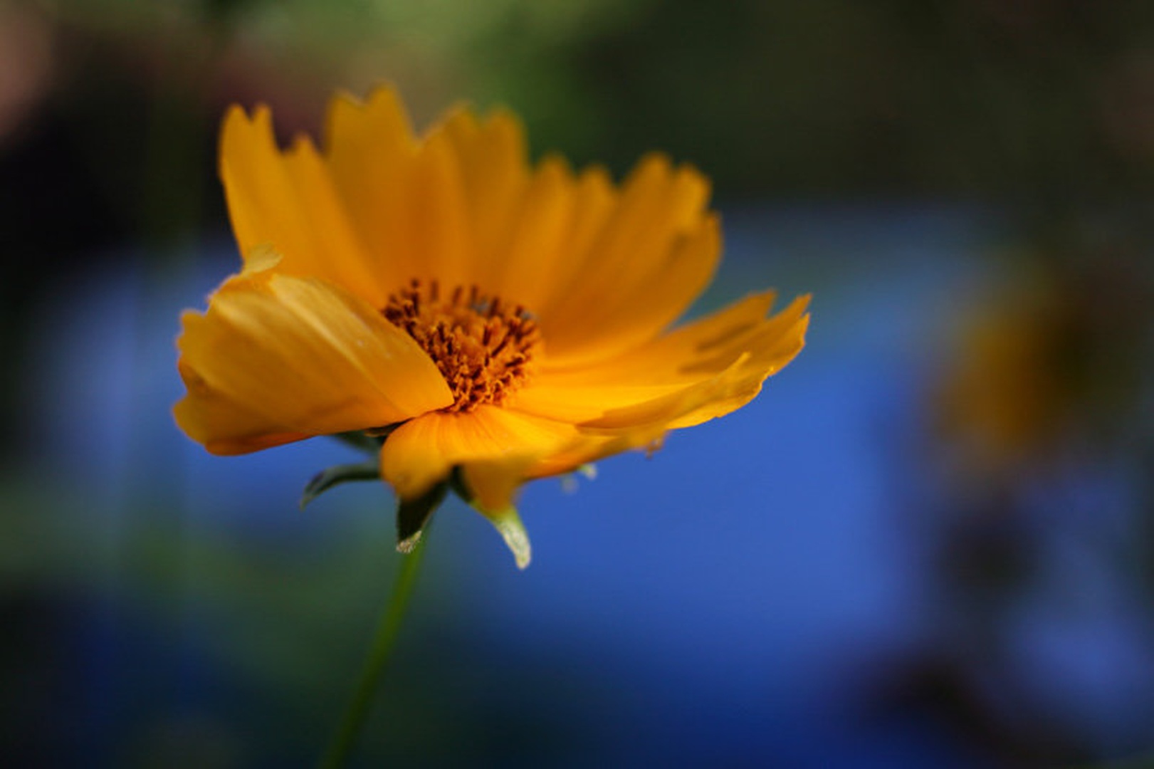Rumena by