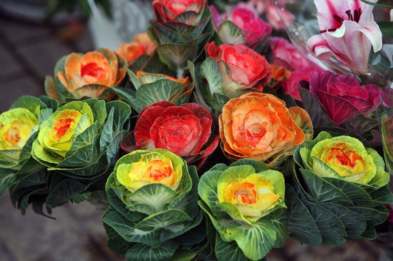 Ena zelenjavna by Spin