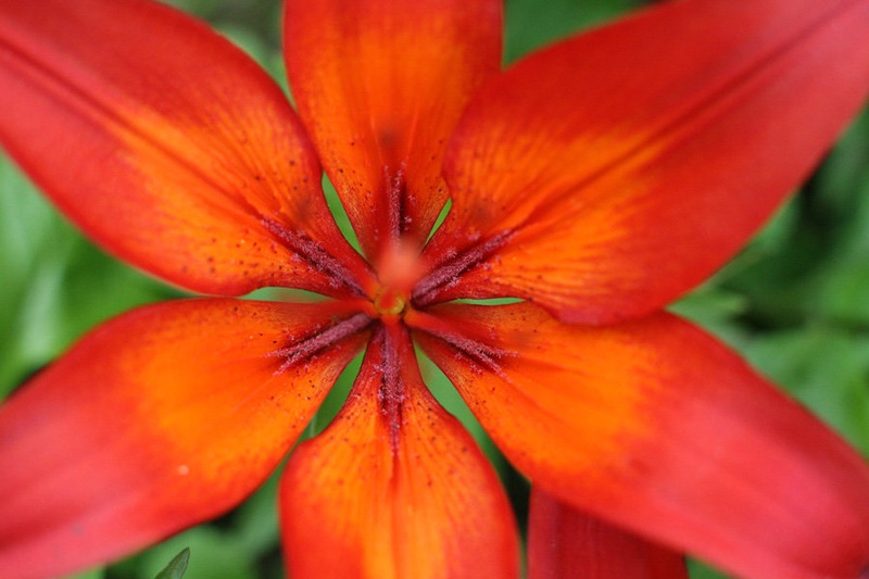 Lilija by Spin
