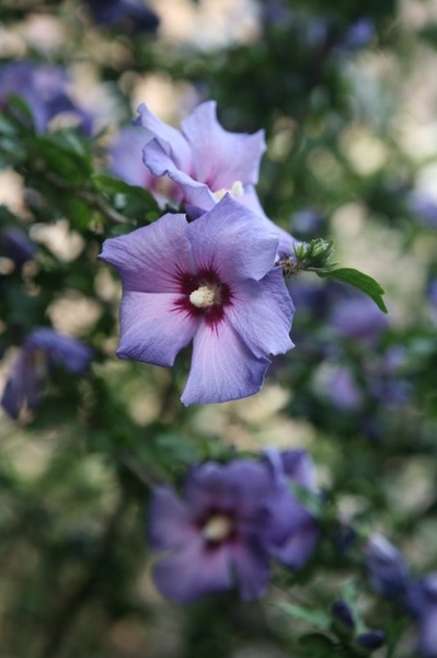 Hibiskus by Spin