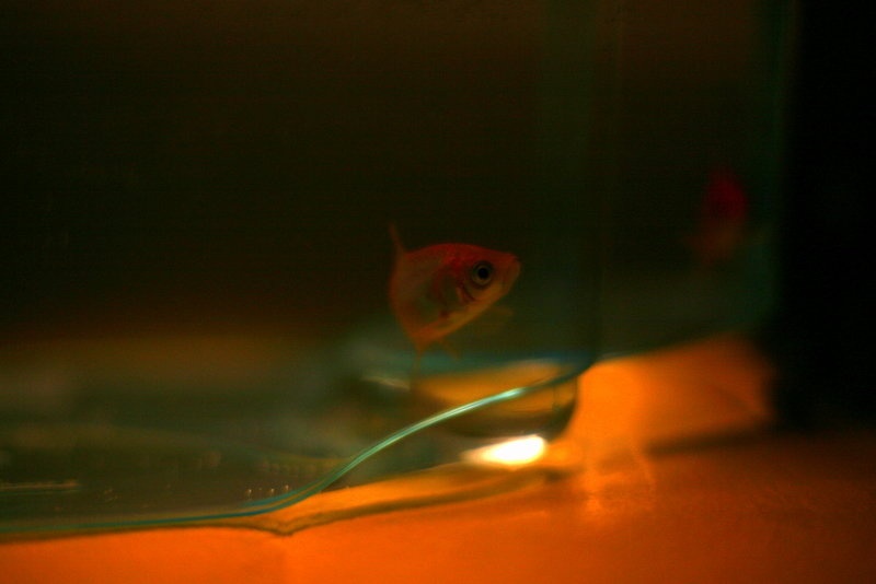 fish by Spin
