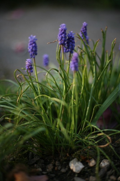 Muscari by Spin