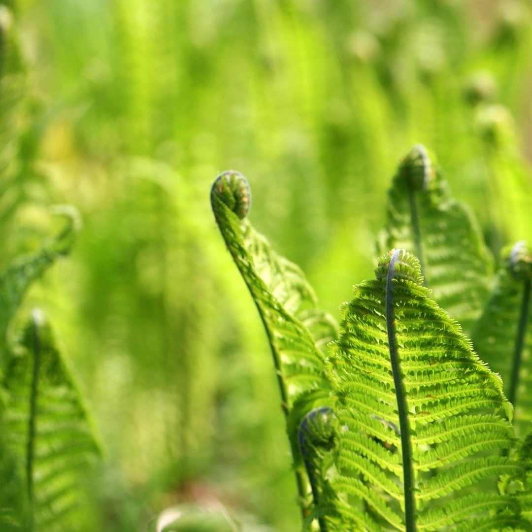 zelena by