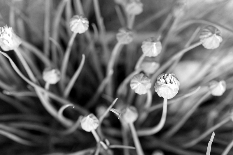 Drobnjak by Spin