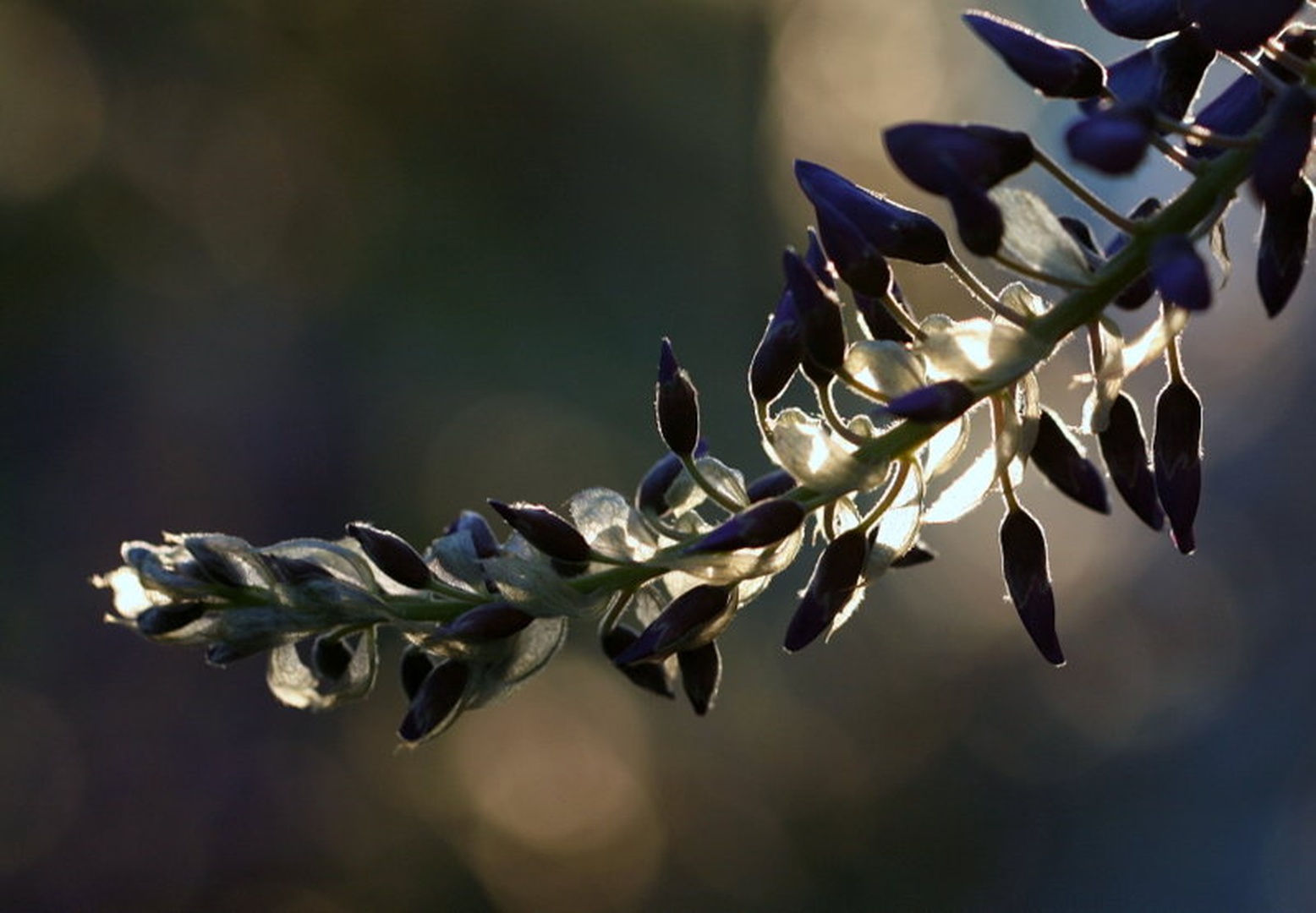 whisteria by
