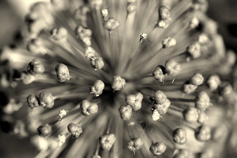 Allium by Spin
