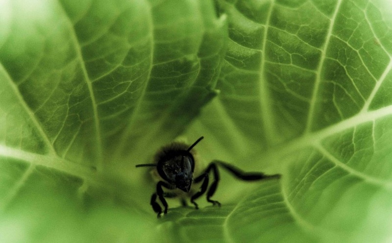 Let bee by Tomaž Majerič