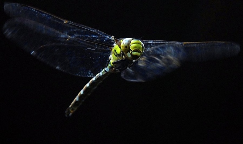 Dragonfly by Tomaž Majerič