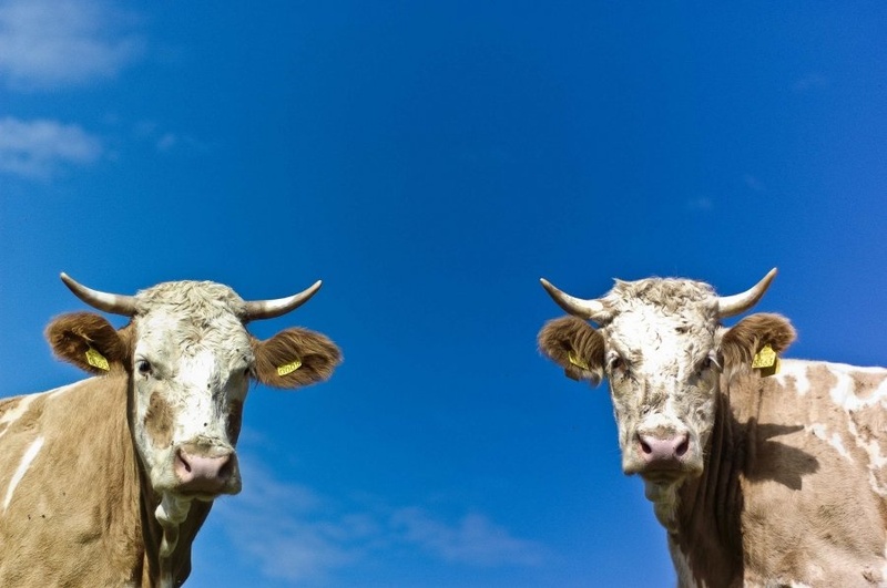 moo you by Tomaž Majerič