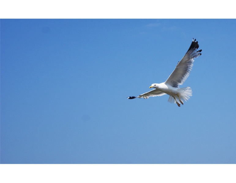 Galeb by gremih