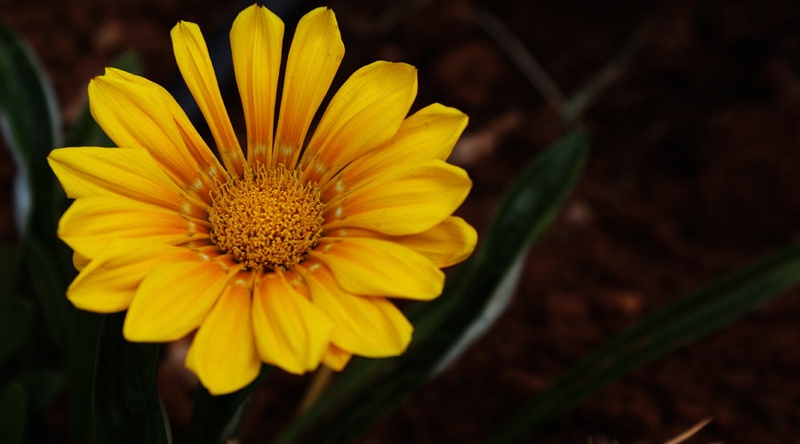 yellow flower by gremih