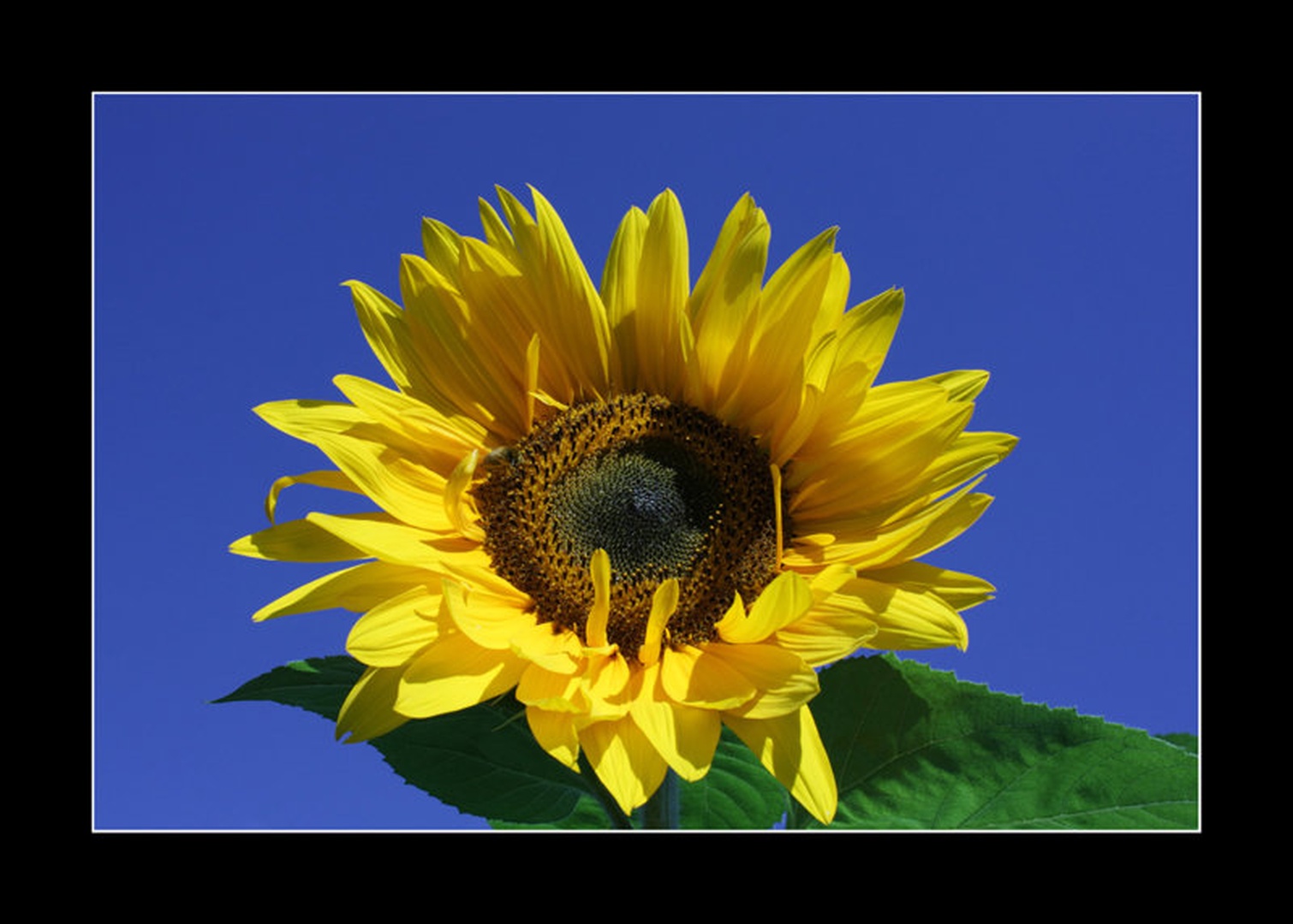 Sunflower by Miha Prijatelj