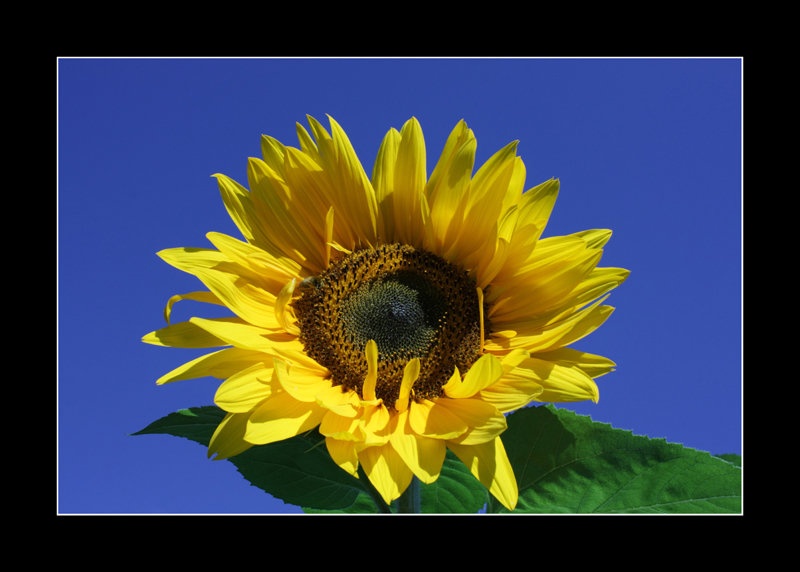 Sunflower by Miha Prijatelj