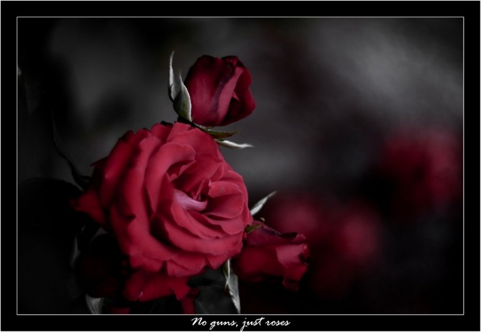 No guns, just roses by Primož Petohleb
