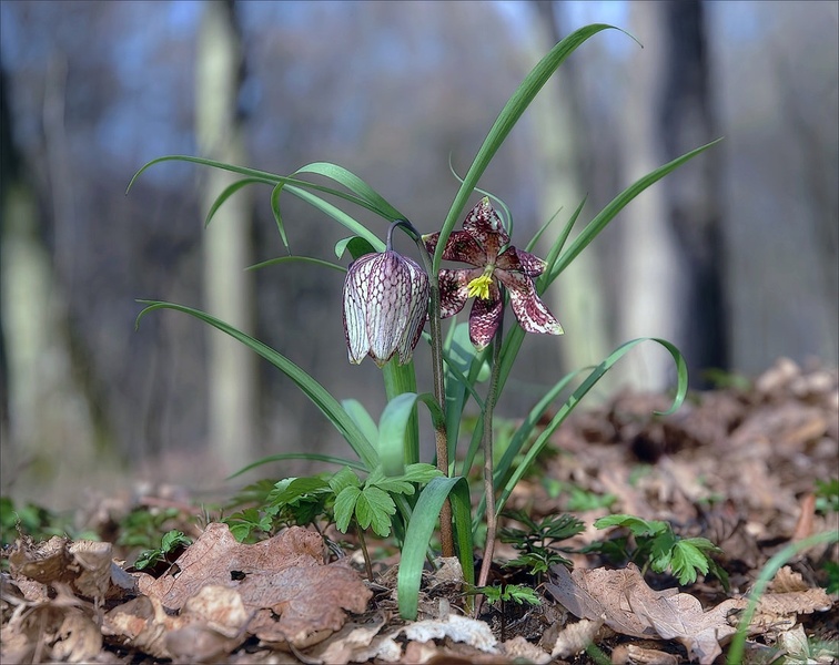 Močvirski tulipan by zvonko ferčič