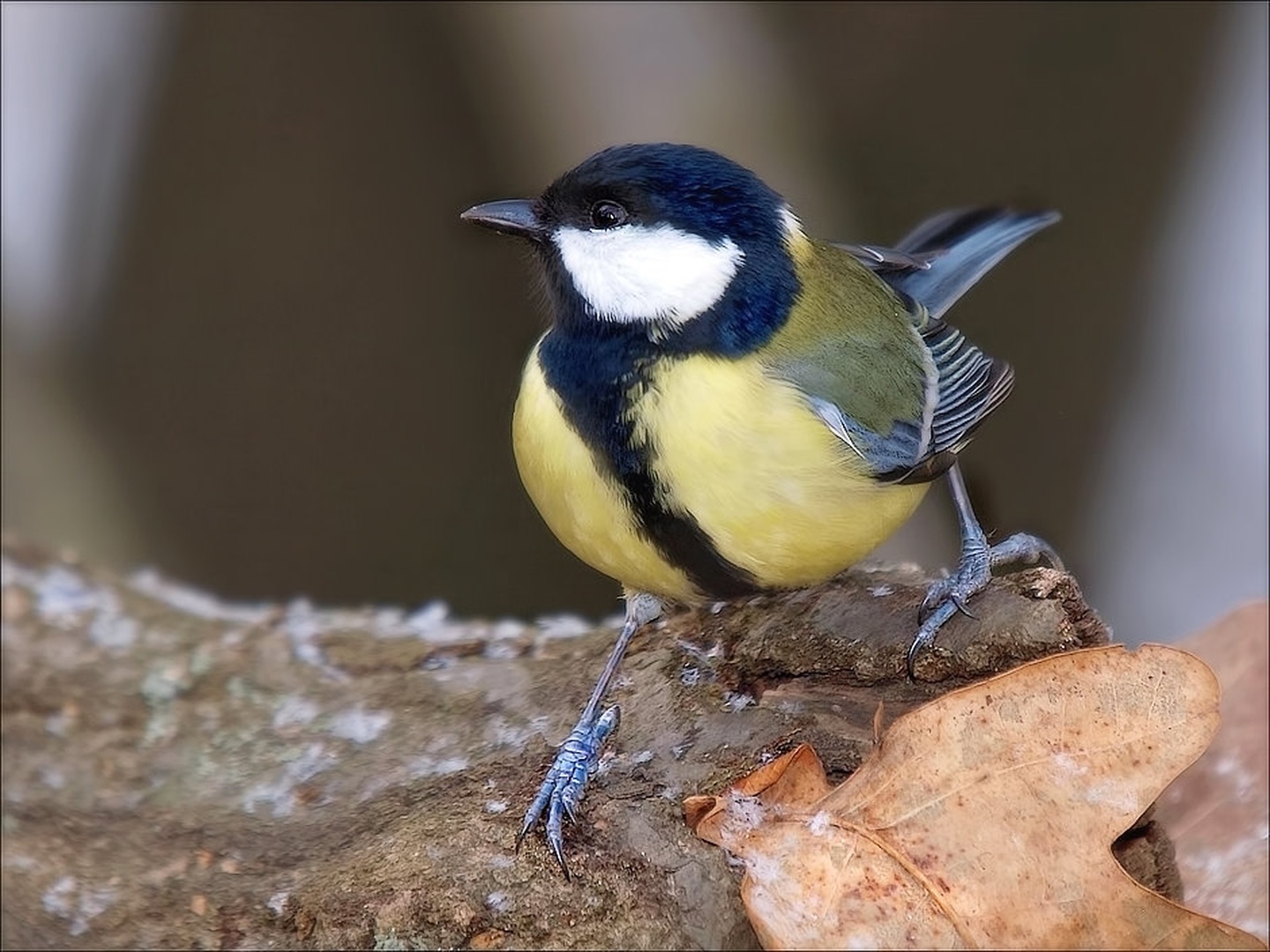 Parus major by zvonko ferčič