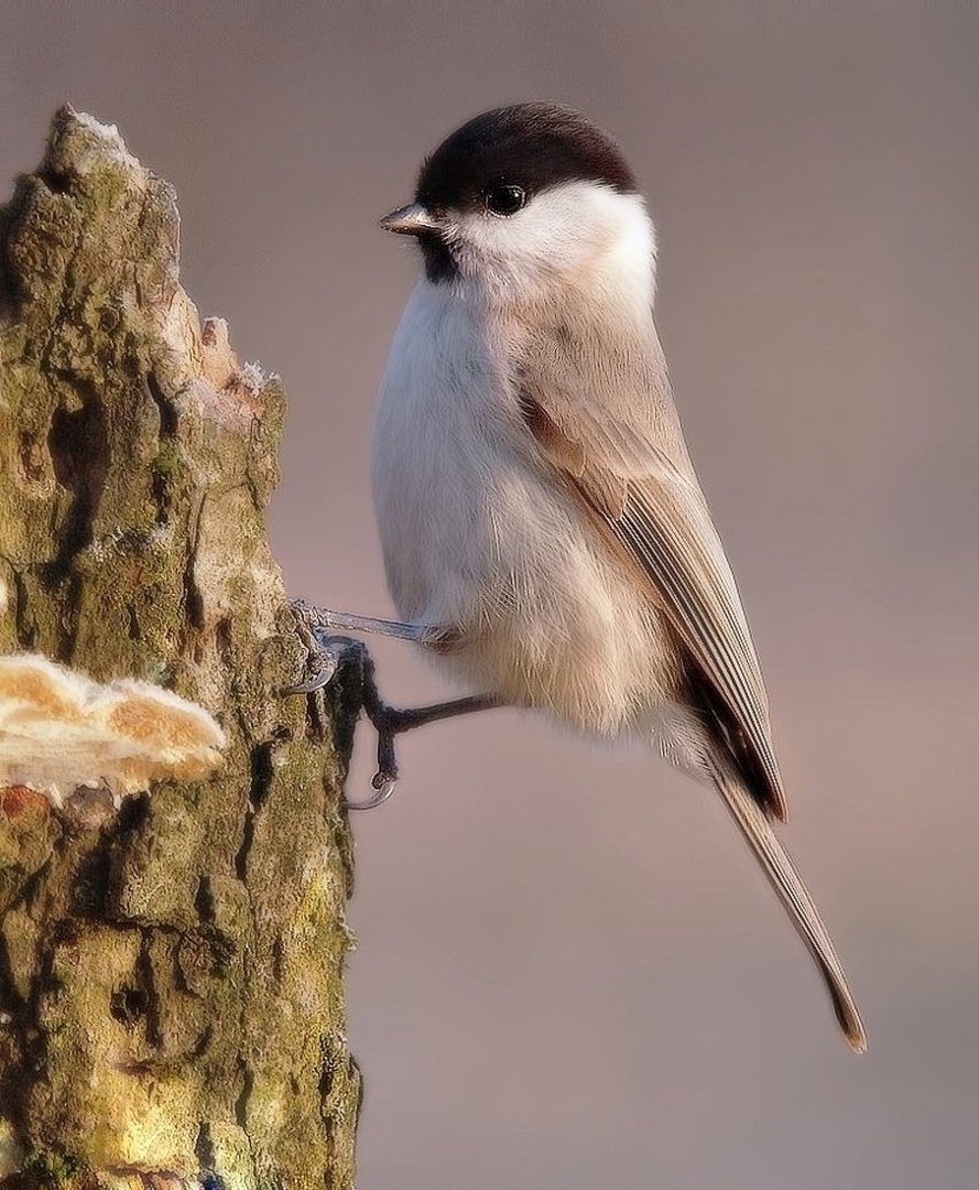 Parus palustris by zvonko ferčič