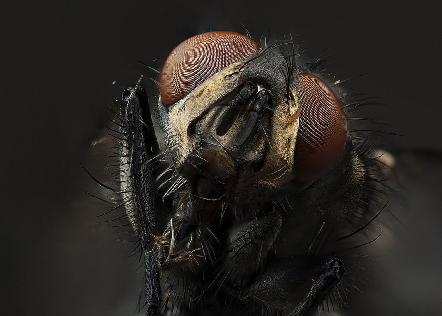 big head by Ivan Pavlakovič ml.