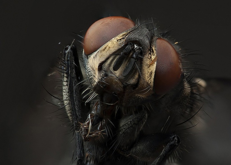 big head by Ivan Pavlakovič ml.