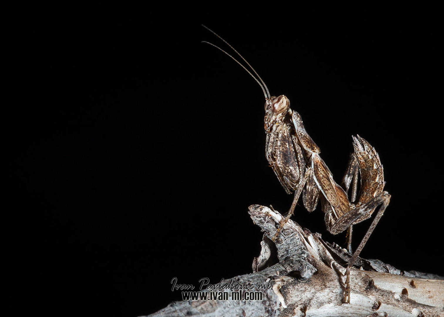 Mantis by Ivan Pavlakovič ml.
