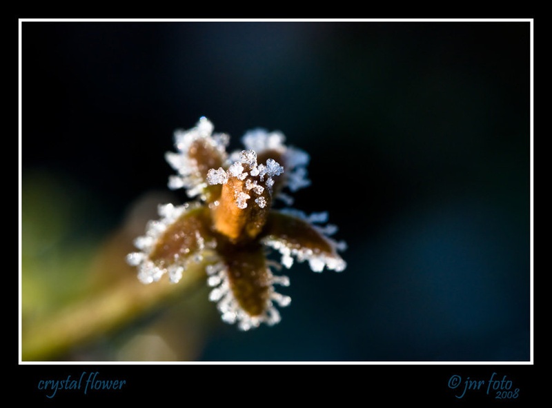 crystal flower by Ivan Pavlakovič ml.