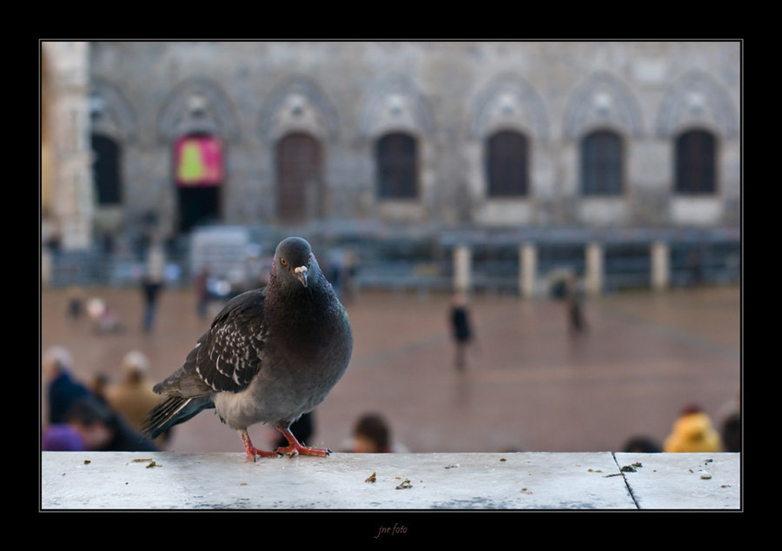 pigeon by Ivan Pavlakovič ml.
