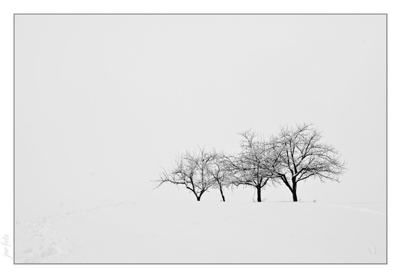 trees by Ivan Pavlakovič ml.
