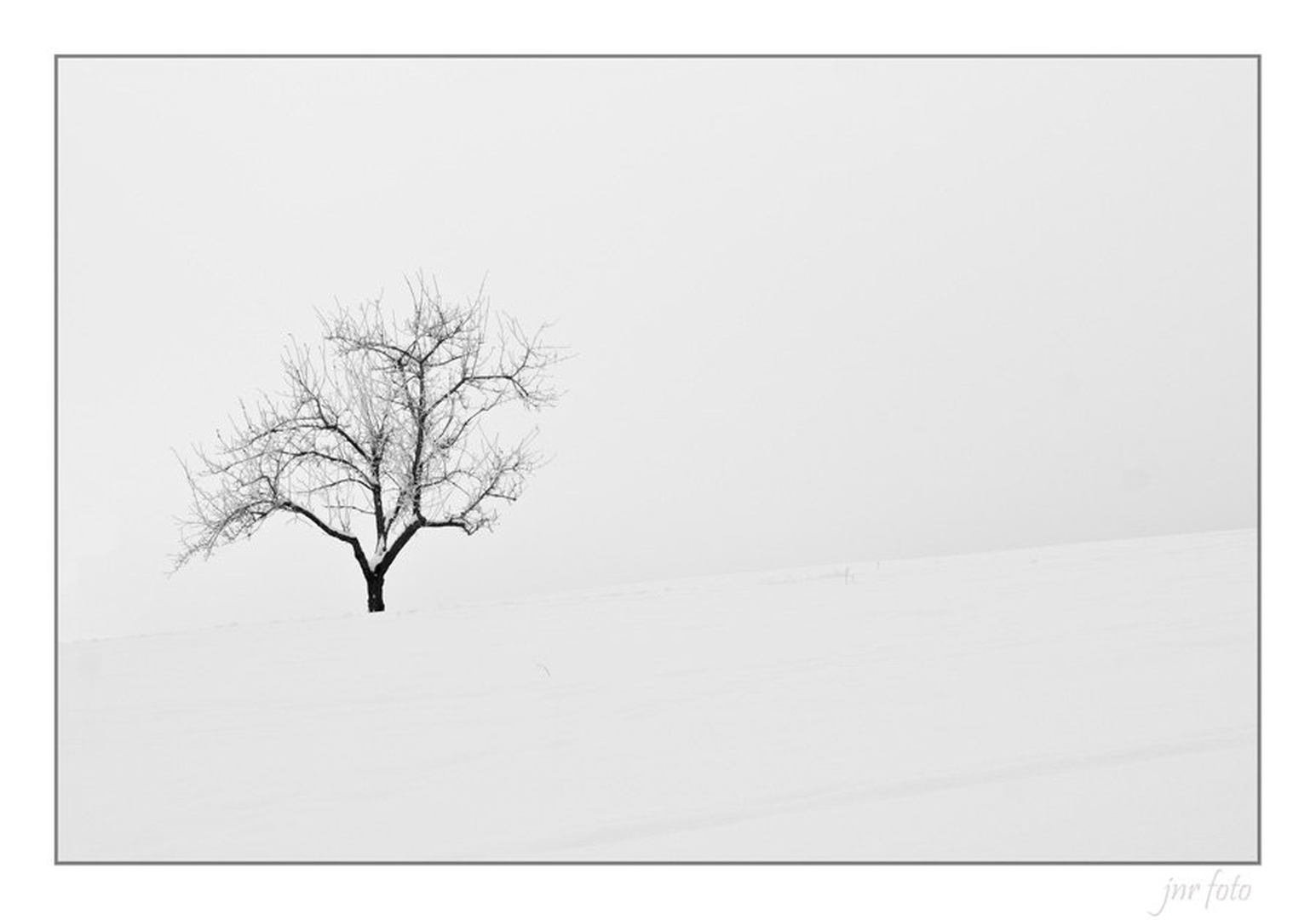 tree by Ivan Pavlakovič ml.