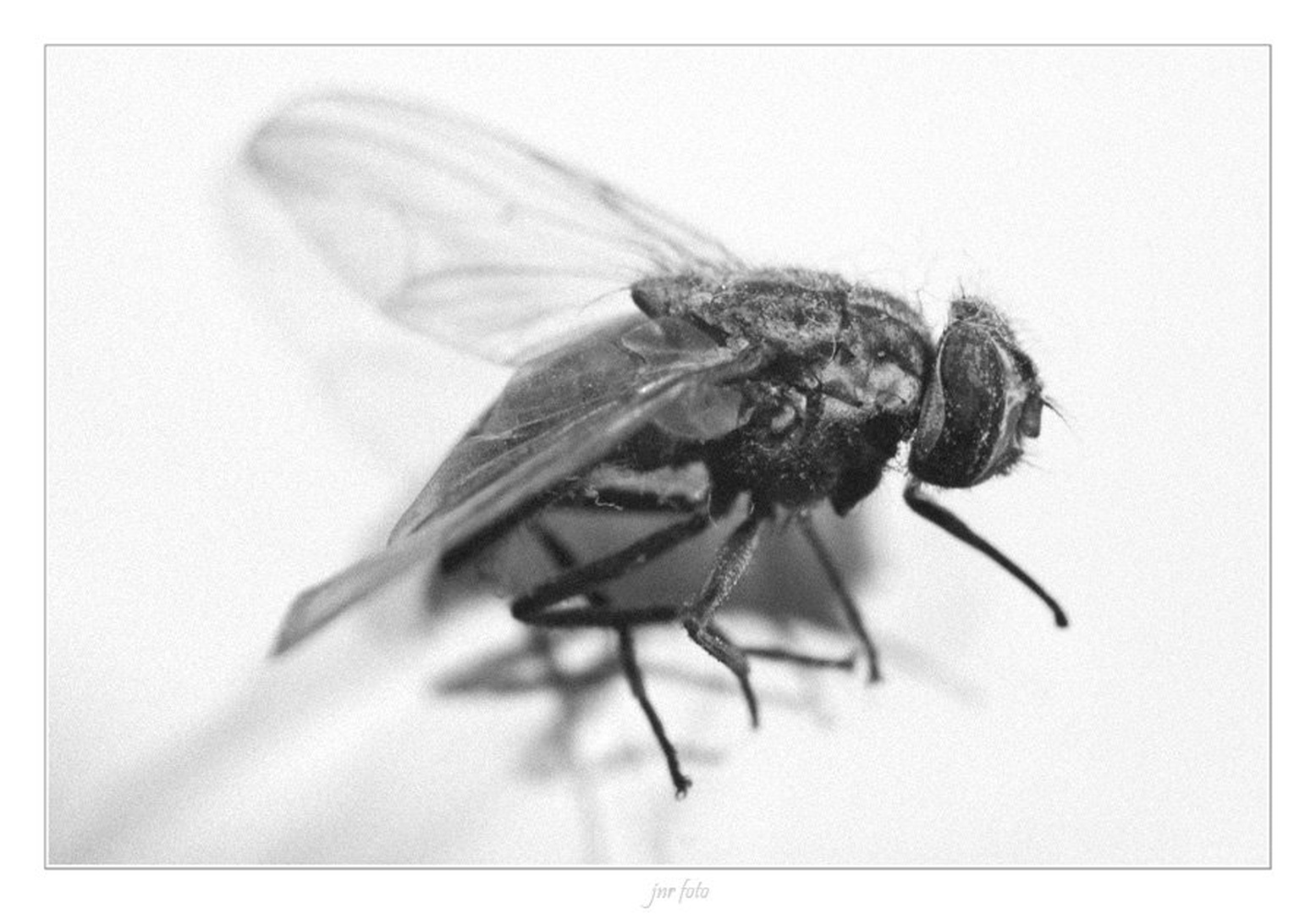 no name fly by Ivan Pavlakovič ml.