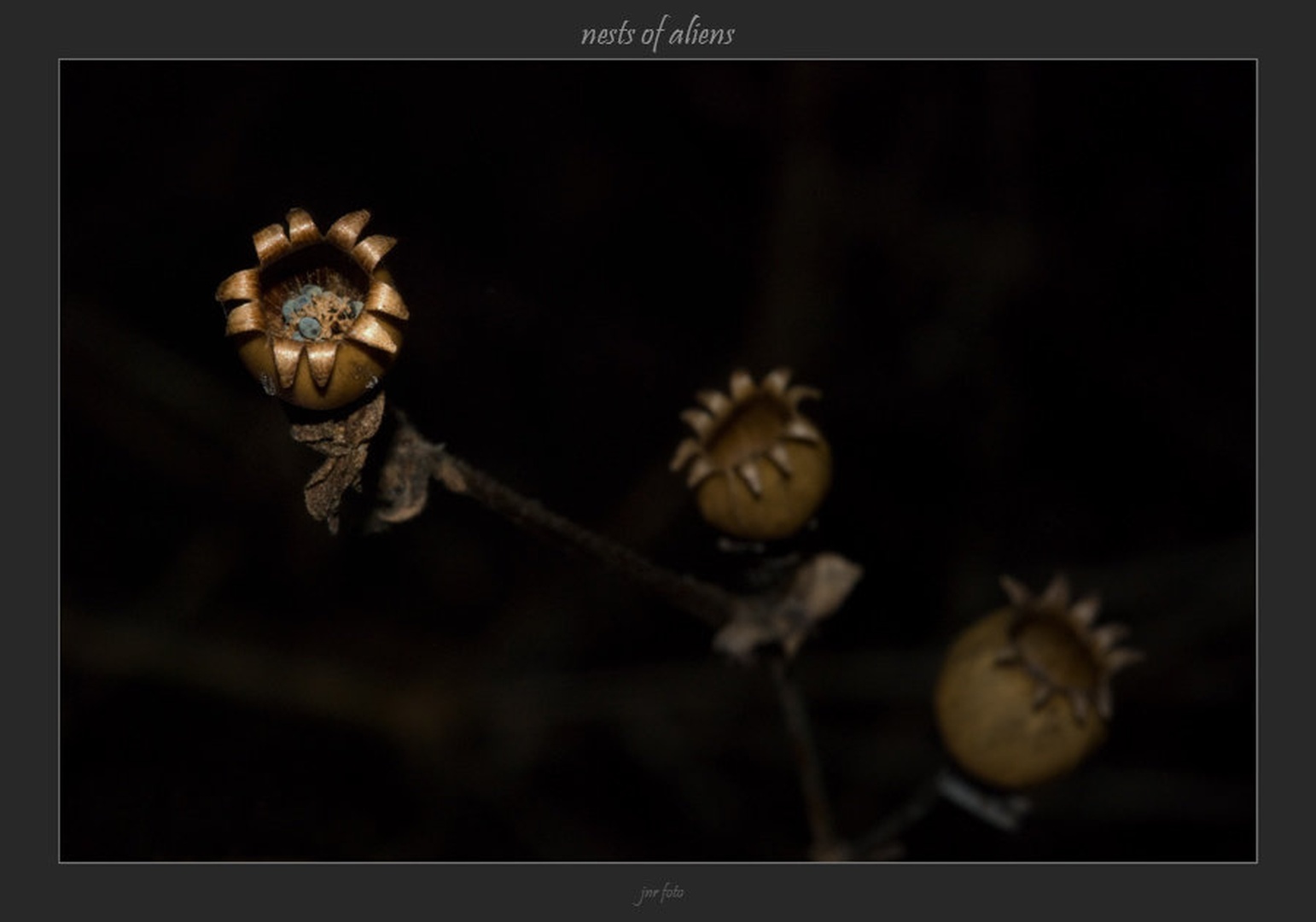 nests of aliens by Ivan Pavlakovič ml.