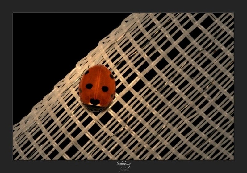 ladybug by Ivan Pavlakovič ml.