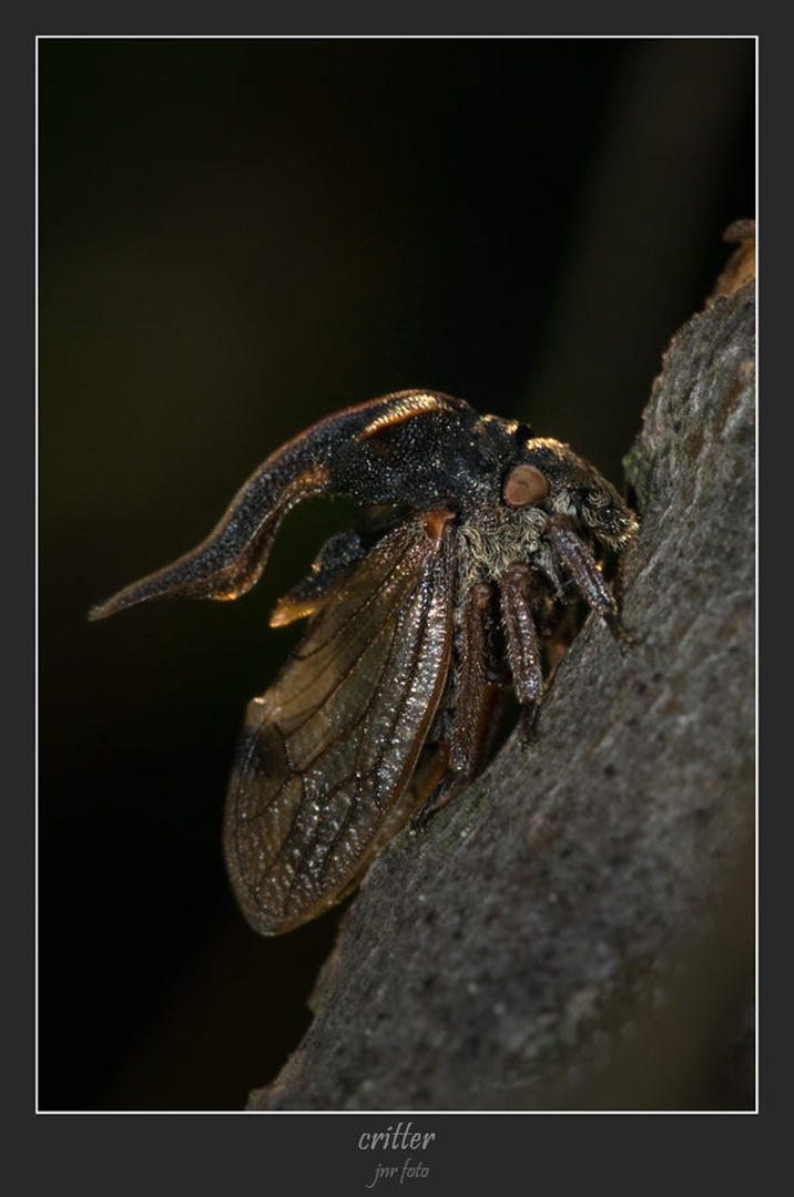 critter by Ivan Pavlakovič ml.