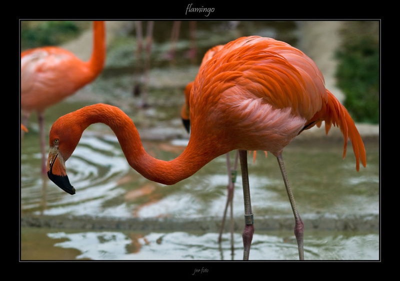 flamingo by Ivan Pavlakovič ml.
