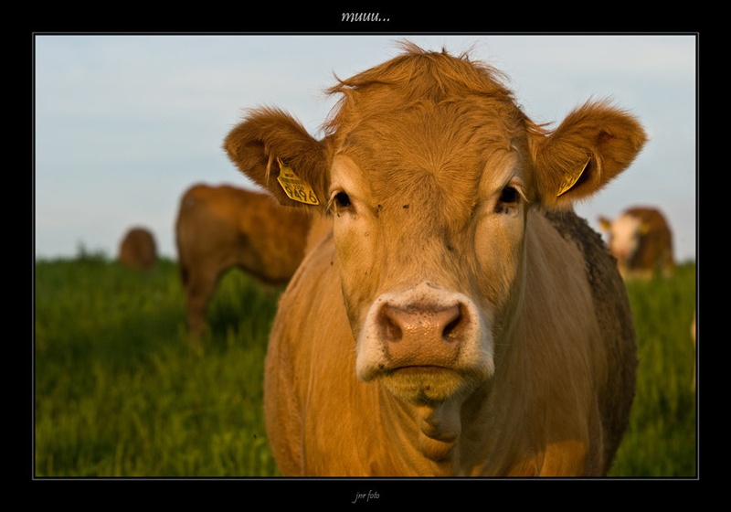 muuu... by Ivan Pavlakovič ml.