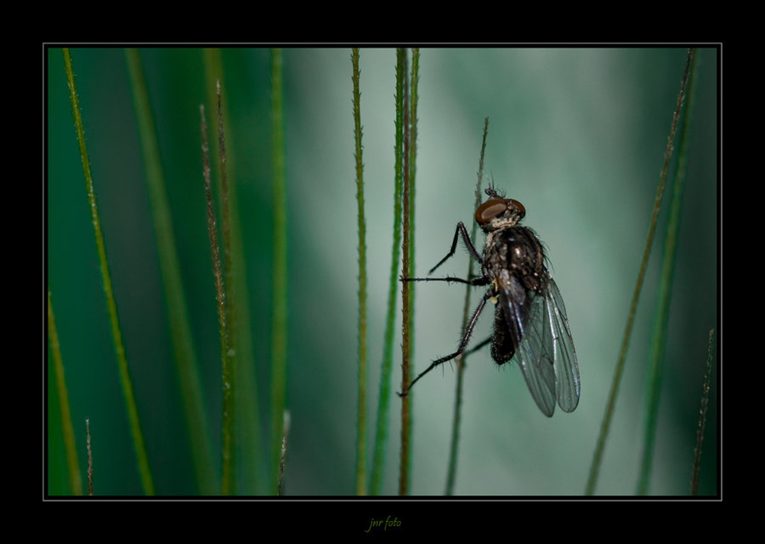 fly by Ivan Pavlakovič ml.