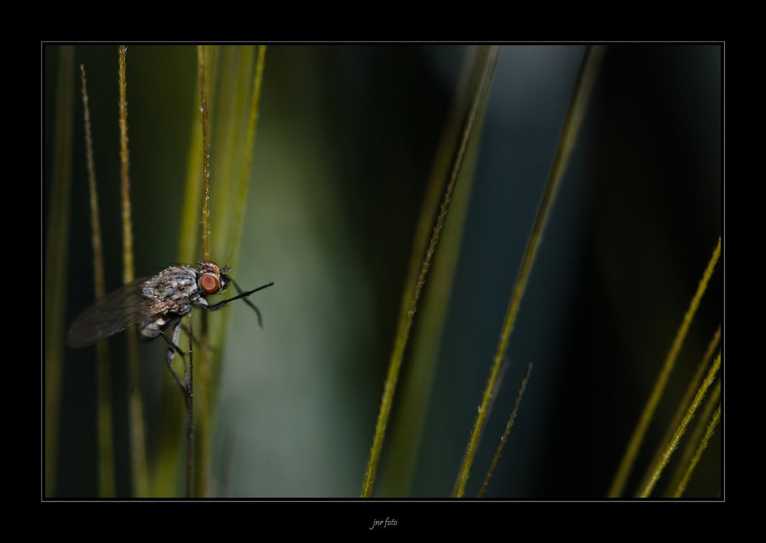 fly II by Ivan Pavlakovič ml.