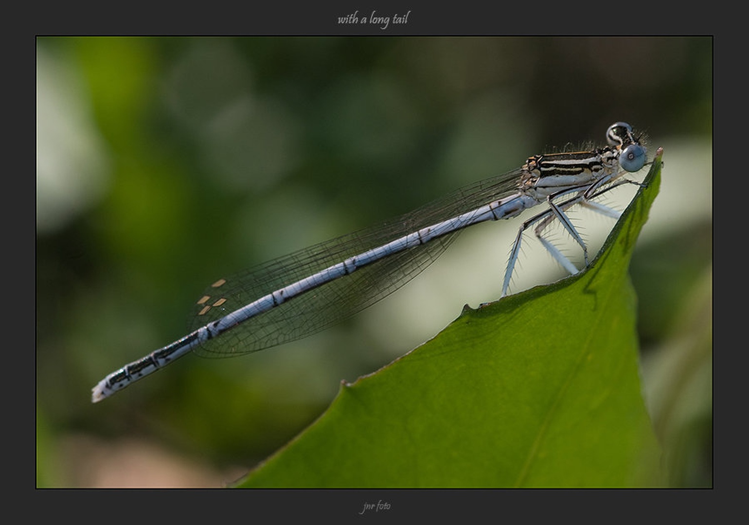 with a long tail by Ivan Pavlakovič ml.