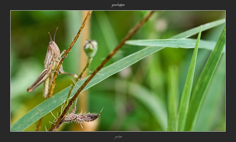 grasshopper by Ivan Pavlakovič ml.