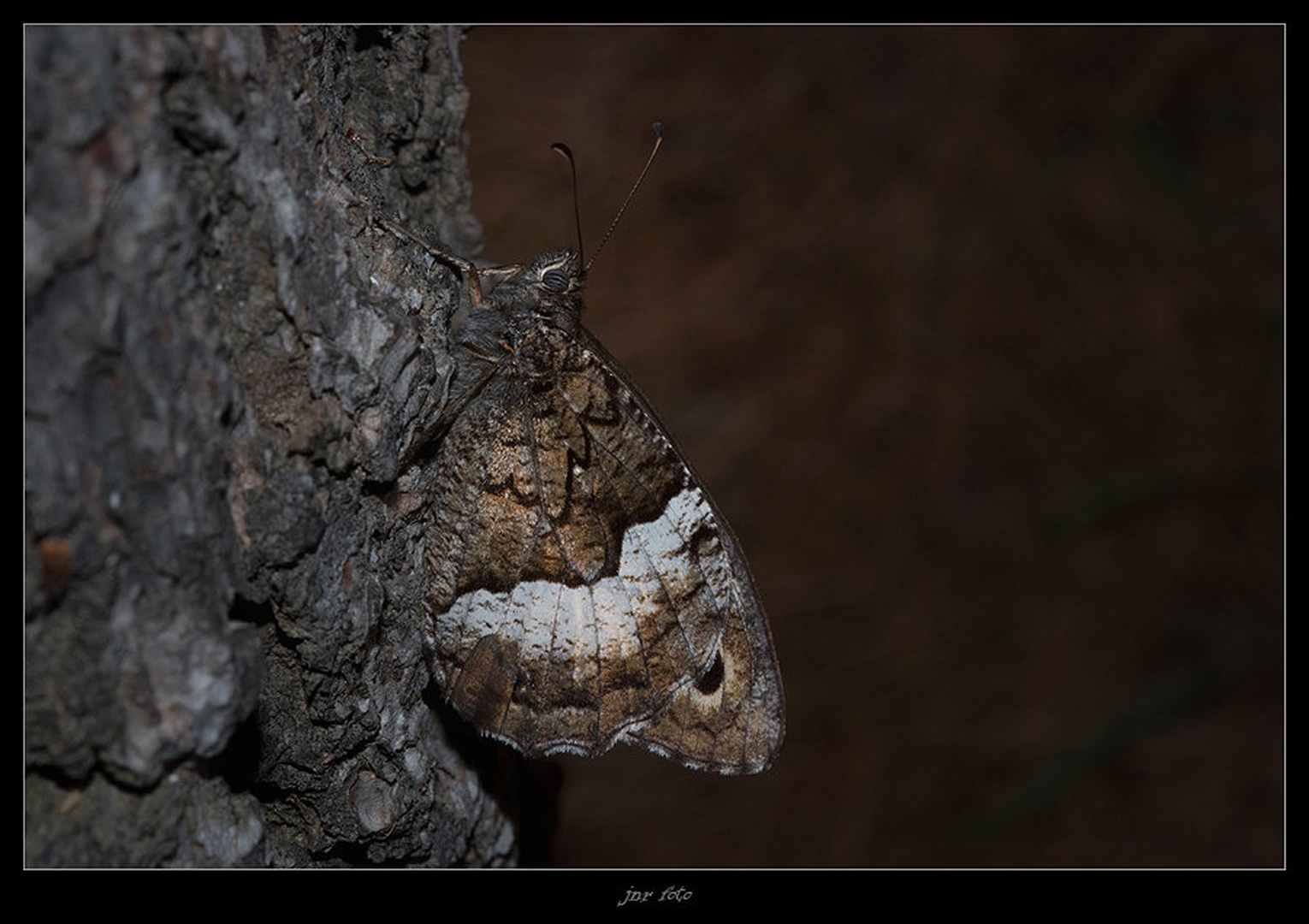 butterfly by Ivan Pavlakovič ml.