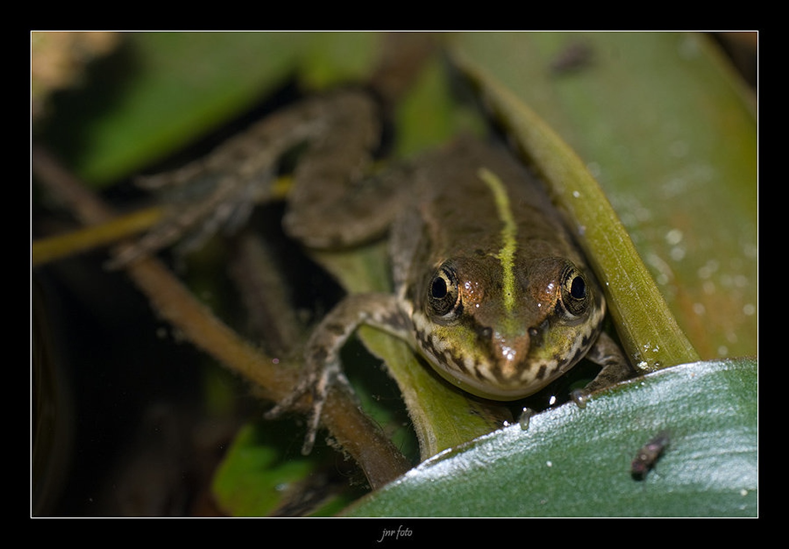 froggy by Ivan Pavlakovič ml.