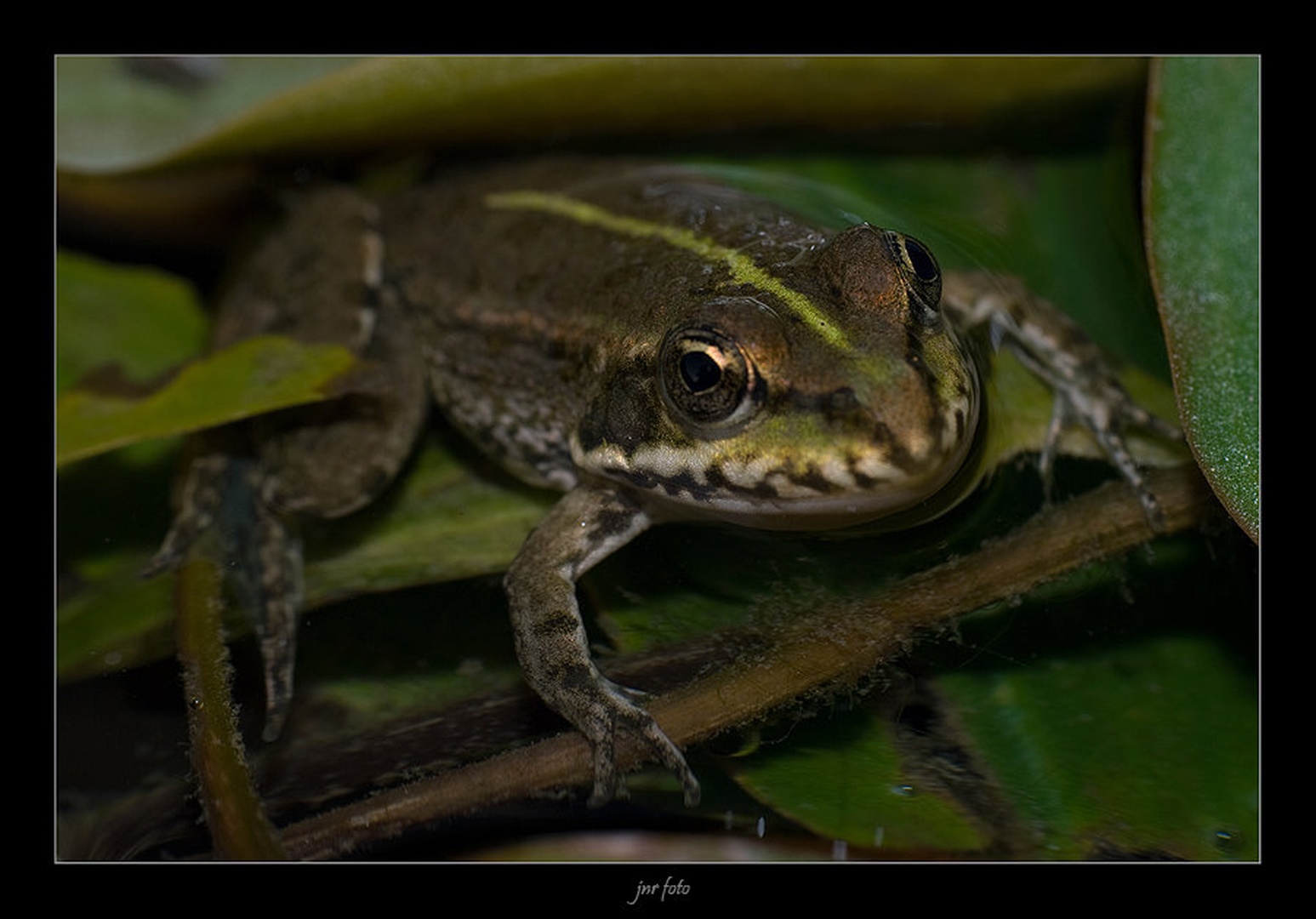 froggy II. by Ivan Pavlakovič ml.