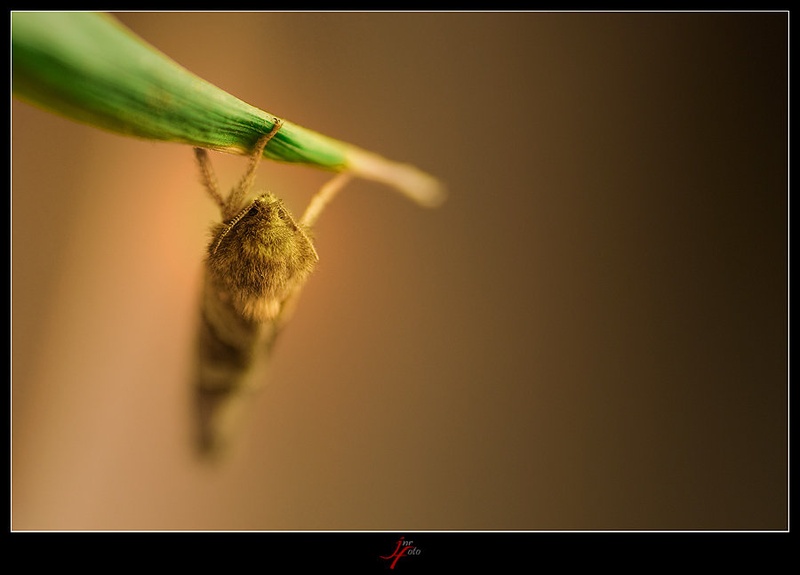 devil from dof by Ivan Pavlakovič ml.