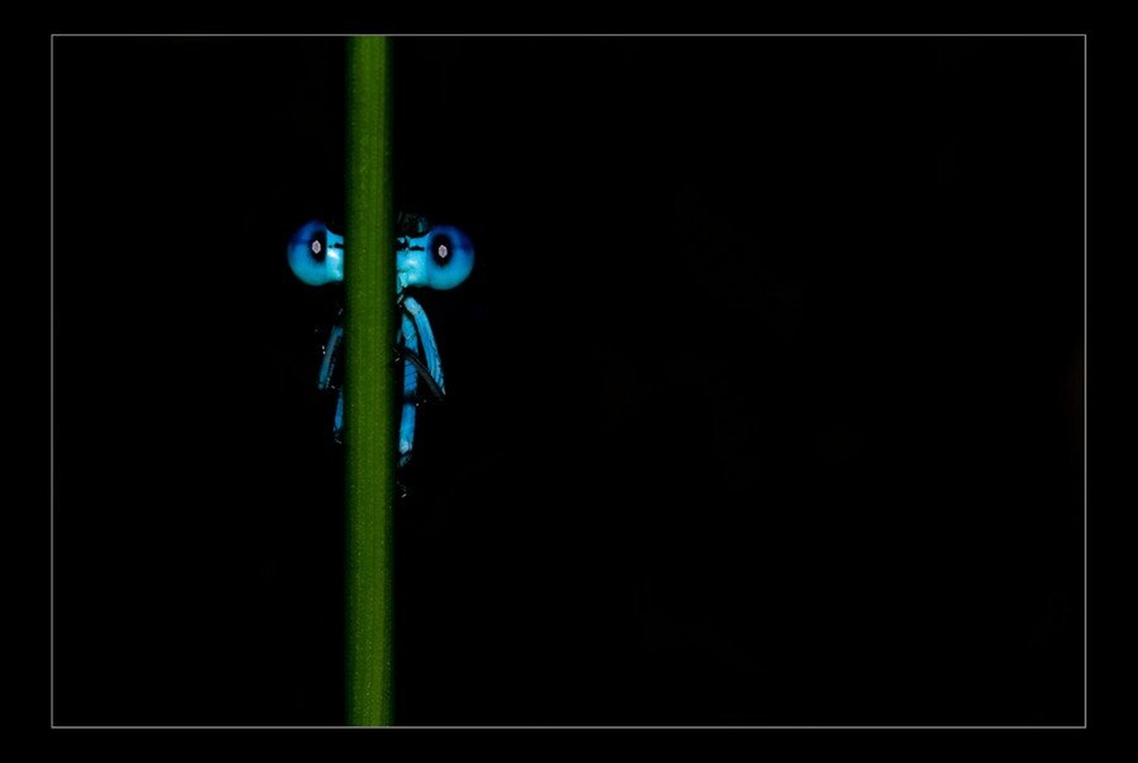 E.T. by Ivan Pavlakovič ml.