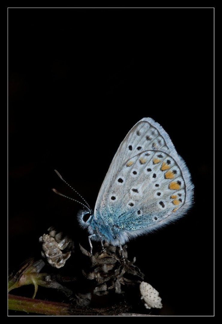 vacciniina optilete by Ivan Pavlakovič ml.