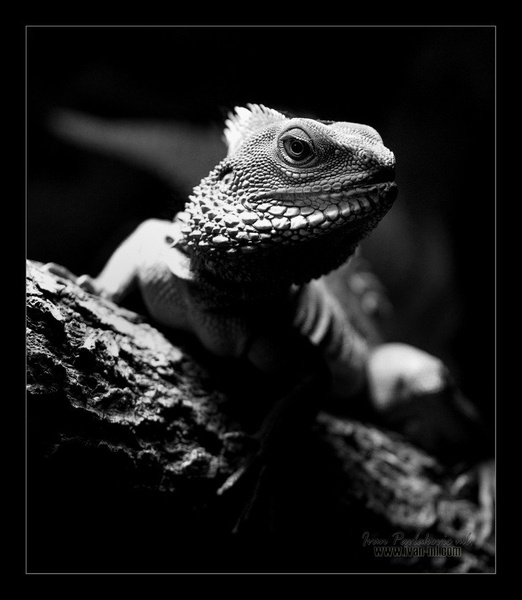 reptile by Ivan Pavlakovič ml.
