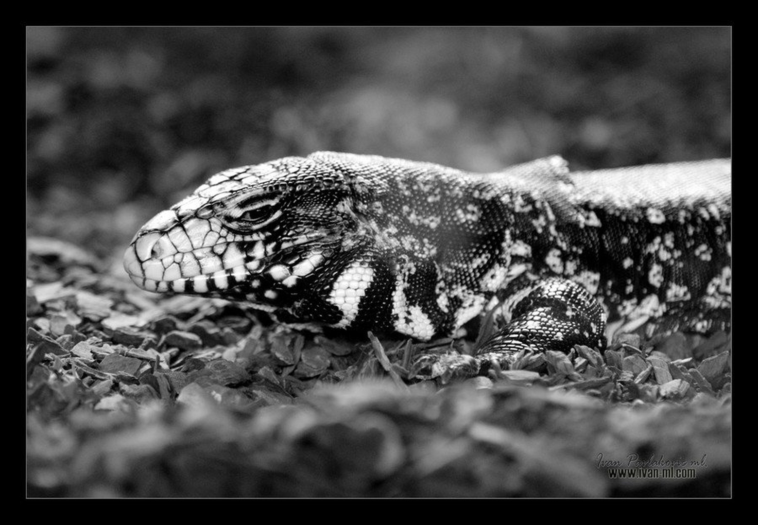 reptile II. by Ivan Pavlakovič ml.