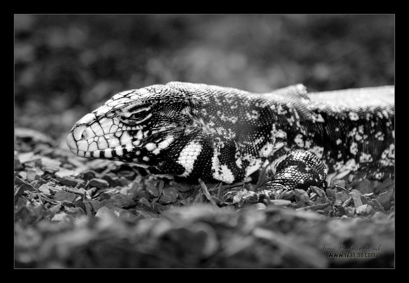 reptile II. by Ivan Pavlakovič ml.